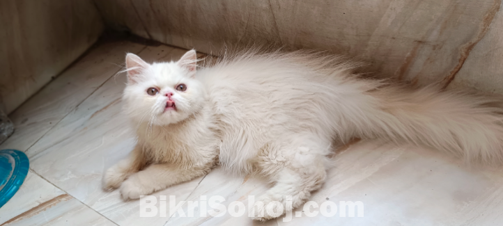 Punch face male and female kitten